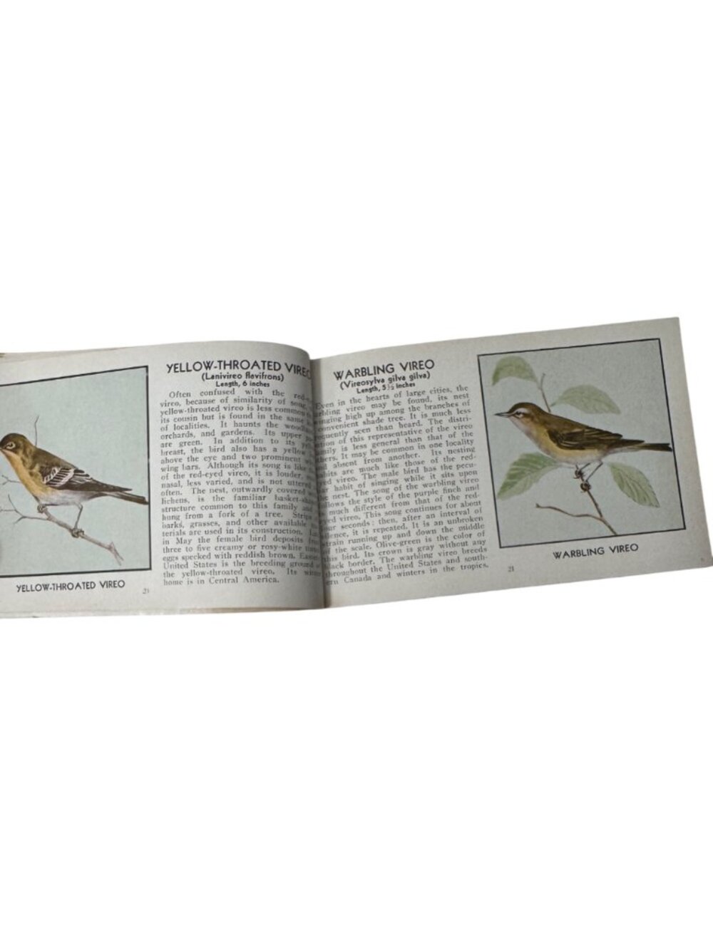 Vintage 1931 "The Green Book Of Birds Of America" By Frank G. Ashbrook - Picture 8 of 16